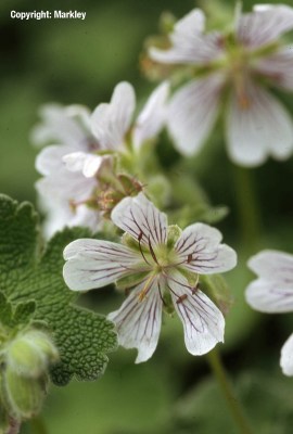 Geranium renardii