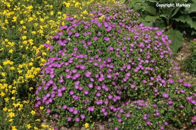 Geranium sanguineum 'Max Frei'