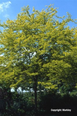 Gleditsia triacanthos 'Sunburst'