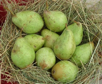 Pyrus com. 'Gräfin von Paris'