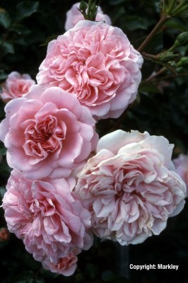 Rosa 'Granny' -R-