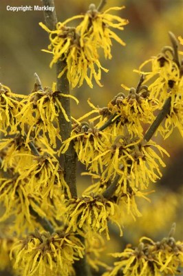 Hamamelis intermedia 'Arnold Promise'