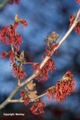 Hamamelis intermedia 'Ruby Glow'