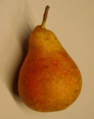 Pyrus com. 'Harrow Sweat'