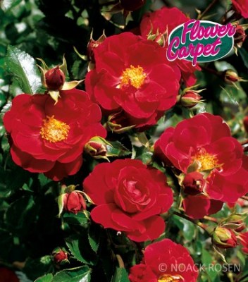 Rosa 'Heidefeuer'  - R -