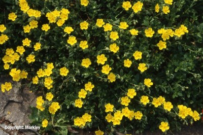 Helianthemum x cult.'Sterntaler'