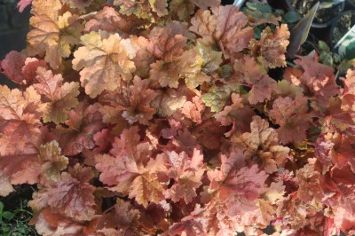 Keine Abbildung zugeordnet 