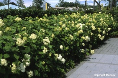 Hydrangea arborescens 'Grandiflora'
