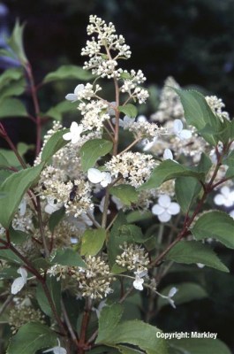 Hydrangea paniculata 'Kyushu'
