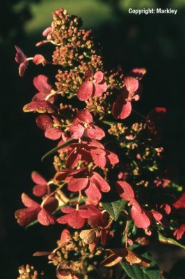 Hydrangea paniculata 'Pinky Winky'