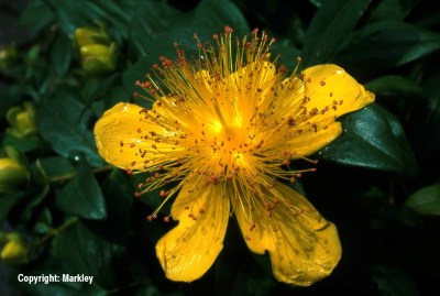 Hypericum calycinum