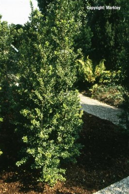Ilex crenata 'Green Hedge'