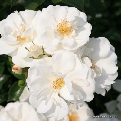 Rosa 'Innocencia' -R-