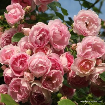 Rosa 'Jasmina' -R-