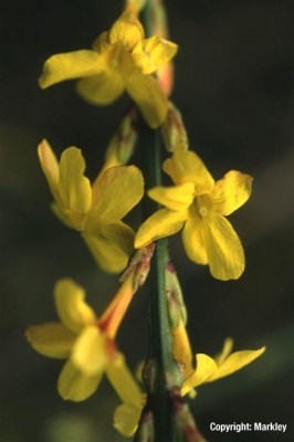 Jasminum nudiflorum