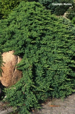 Juniperus procumbens 'Nana'