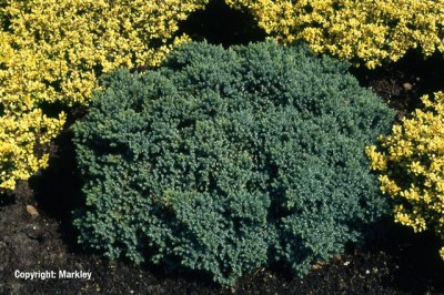 Juniperus squamata 'Blue Star'