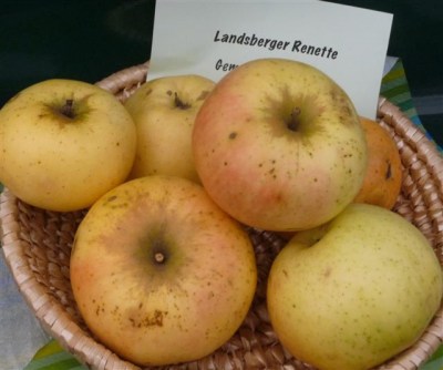 Malus 'Lohrer Rambour'