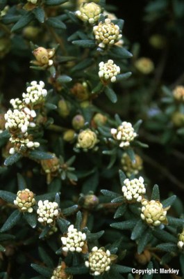 Ledum groenlandicum 'Compactum'