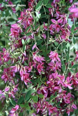 Lespedeza thunbergii