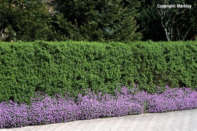 Ligustrum vulgare 'Atrovirens'