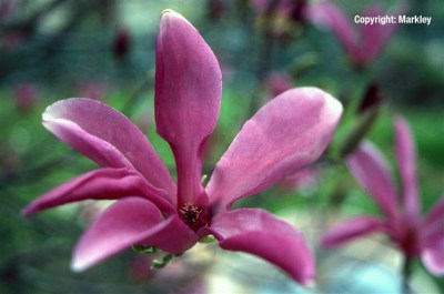 Magnolia liliiflora 'Susan'