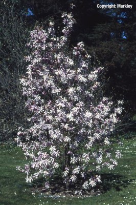 Magnolia loebneri 'Leonard Messel'