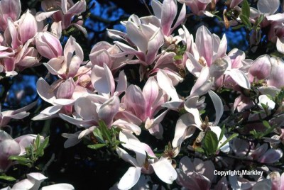 Magnolia soulangiana