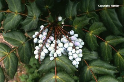 Mahonia bealei