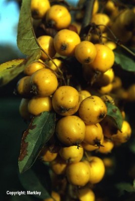 Malus 'Golden Hornet'