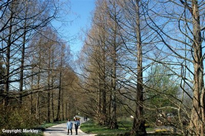 Metasequoia glyptostroboides