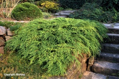 Microbiota decussata