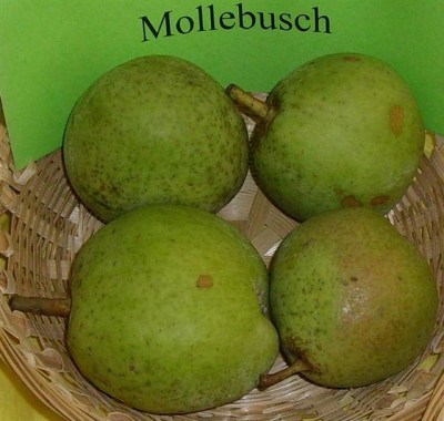 Pyrus com. 'Mollebusch'