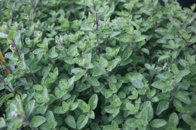 Keine Abbildung zugeordnet 