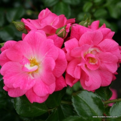 Rosa 'Palmengarten Frankfurt' -R-