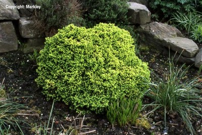 Picea abies 'Echiniformis'