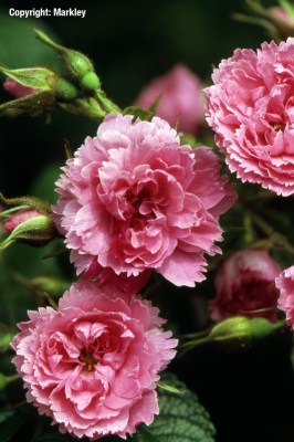 Rosa sempervirens 'F?licit? et Perp?tue'