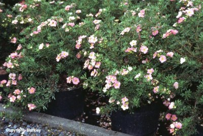 Potentilla fruticosa 'Lovely Pink
