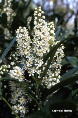 Prunus laurocerasus 'Otto Luyken'