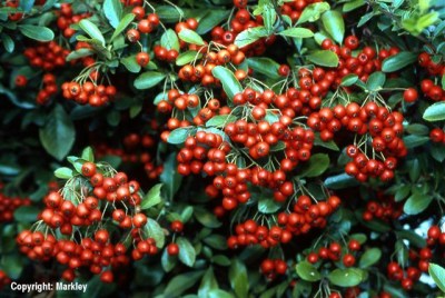 Pyracantha 'Red Cushion'