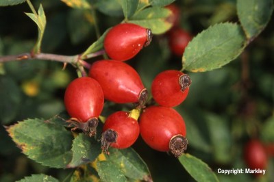 Rosa canina