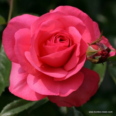 Rosa 'Rosanna'  - R -