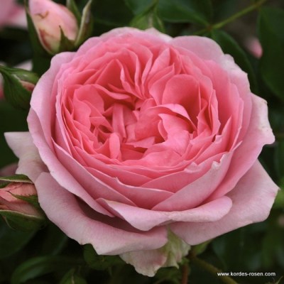 Rosa 'Rosenfee' -R-