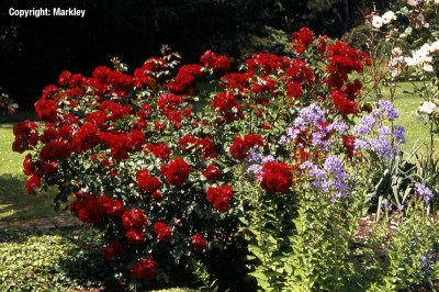 Rosa 'Roter Korsar' -R-
