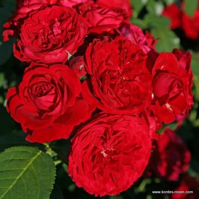 Rosa 'Rotkäppchen' -R-