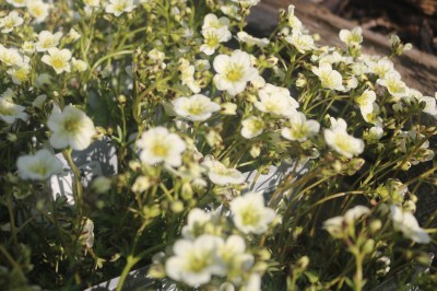 Keine Abbildung zugeordnet 