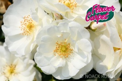 Rosa 'Schneeflocke' -R-