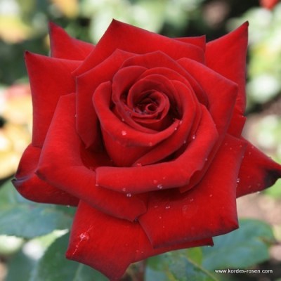 Rosa 'Schwarze Madonna'  - R -