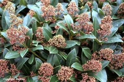 Skimmia japonica 'Rubella'