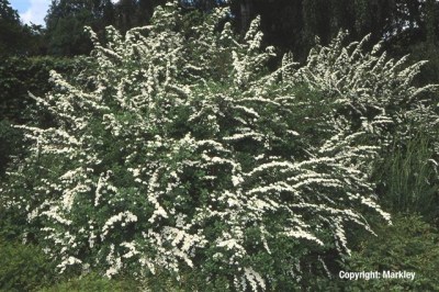 Spiraea nipponica 'Snowmound'